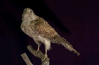 藏品(東方紅隼)的圖片